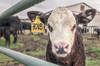 cows in a field